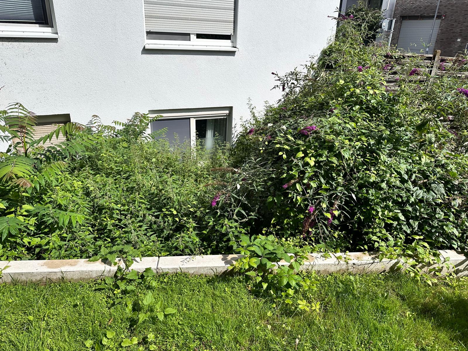 Rasen vor der Pflege – verwildert